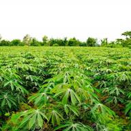 Achat de plusieurs hectares de terrains et mise en coopérative des femmes dans le domaine agricole